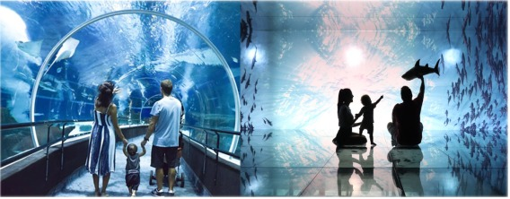 Aquario do RJ terá sessão azul com entrada gratuita para autistas