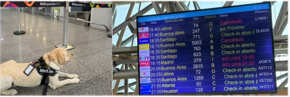 Família com criança autista não consegue embarcar com cão de serviço